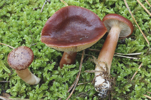 Lactarius Rufus