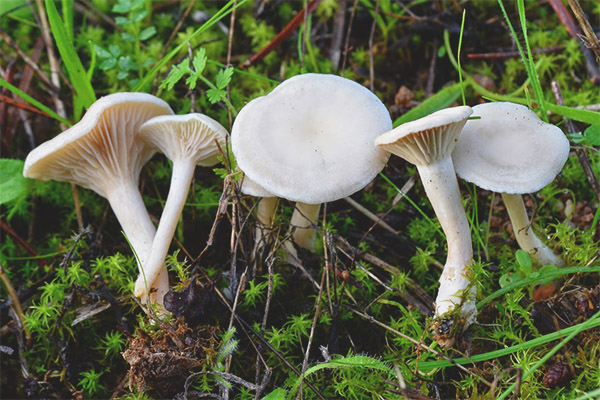 Clitocybe белезникав