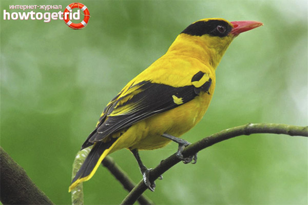 Характеристики на вида Orioles