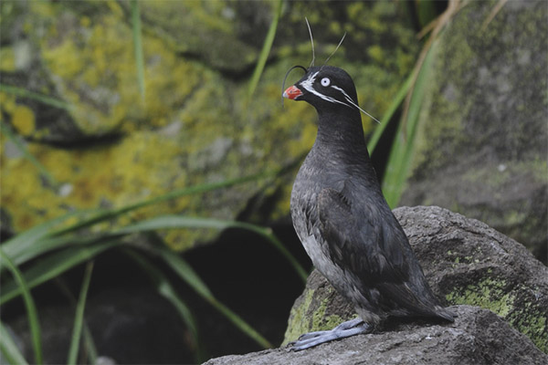 auklets
