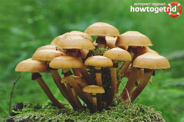 Kuehneromyces mutabilis