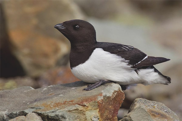 dovekie