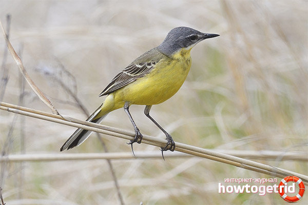 Motacilla flava