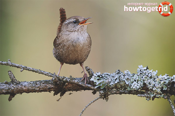 Wren начин на живот