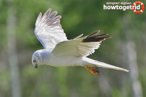 Степ лунен начин на живот