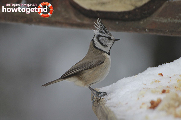 Parus cristatus