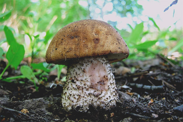 Boletus pinking