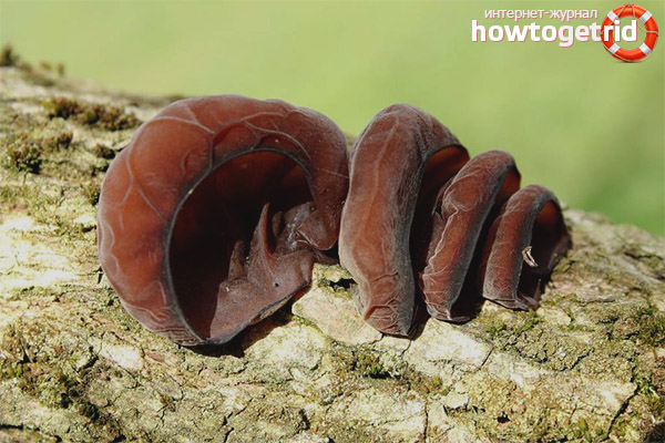 Употребата на ear auricularia в медицината