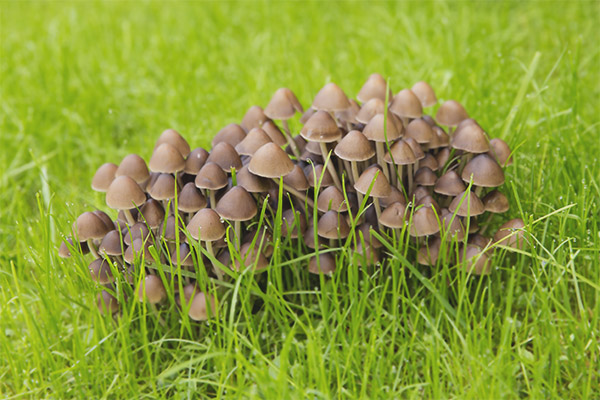 Psilocybe semilantsetoid