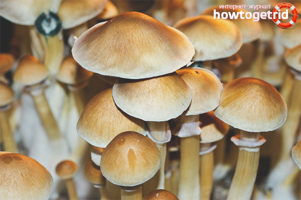 Psilocybe
