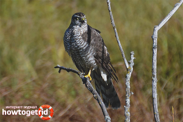 Диетата на goshawk