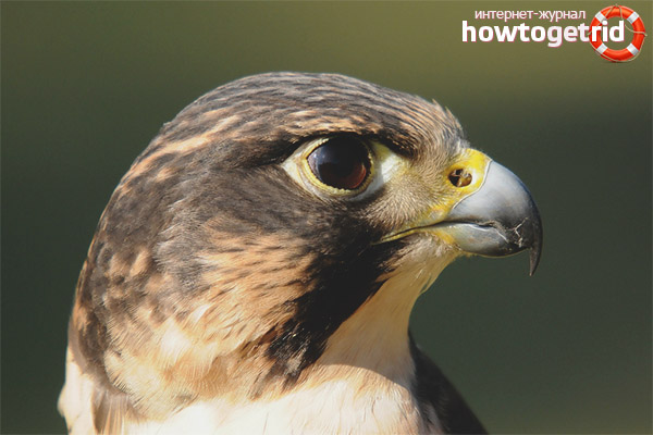 Peregrine Falcons