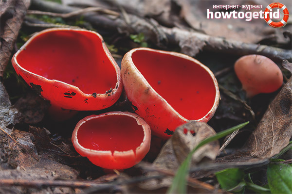 Sarcoscypha coccinea