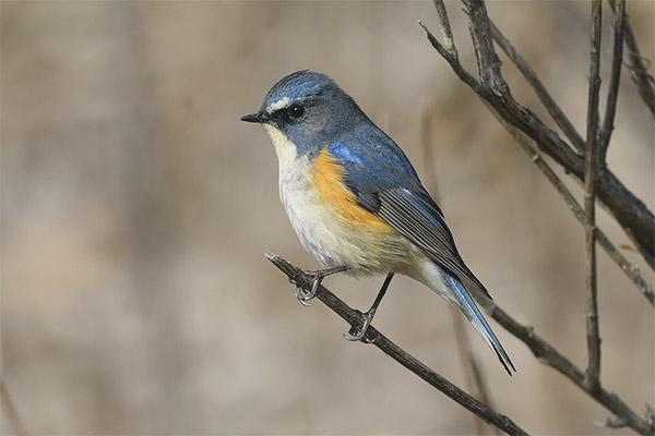 червено-фланкиран bluetail