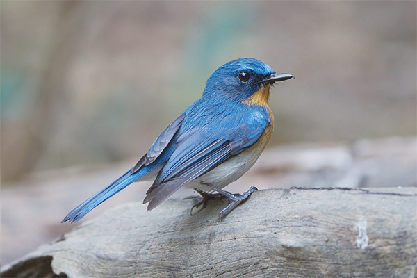 Синя flycatcher