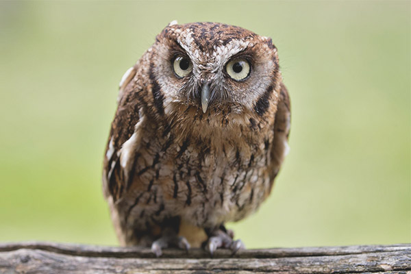 SCOPs Owl