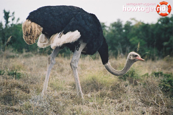 Struthio camelus