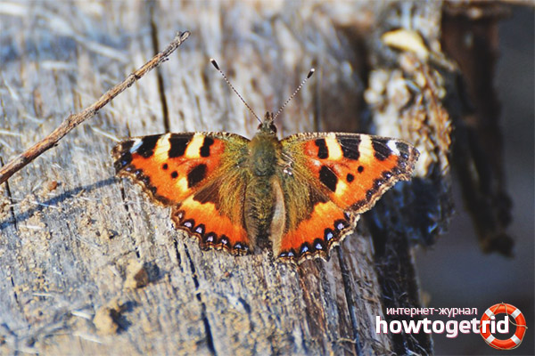 Aglais urticae