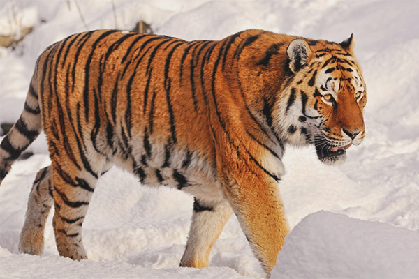 Амур тигър