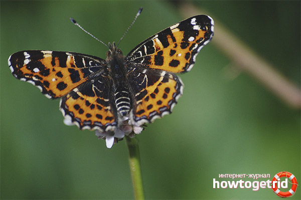 Araschnia levana