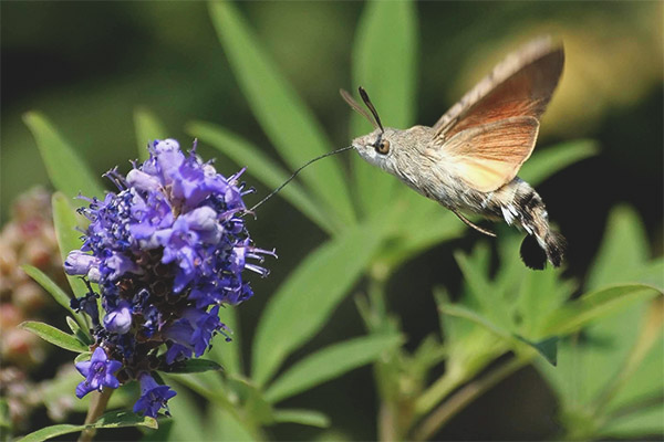 Butterfly Hawk