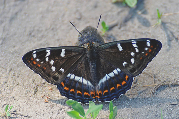 Butterfly lentochnik