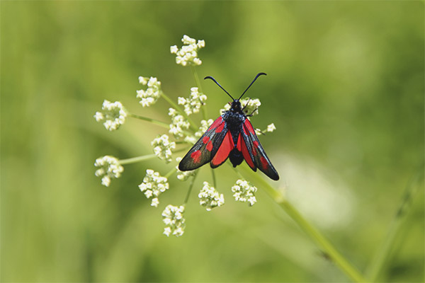 пеперуда zygaenidae