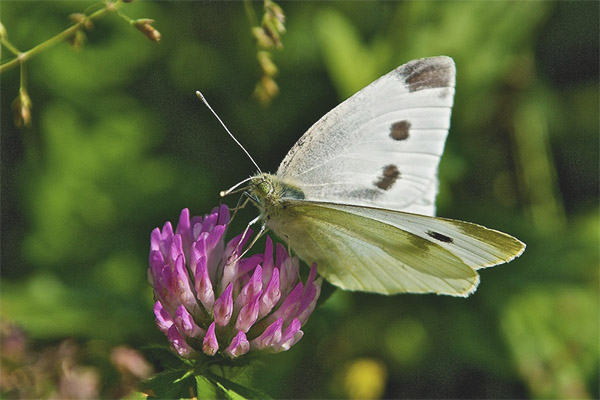 Butterfly repnas