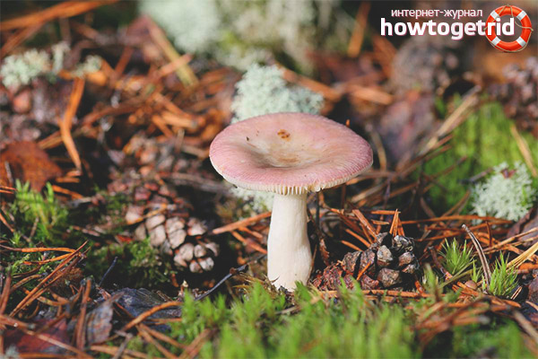 Лечебните свойства и ползите от брашното russula