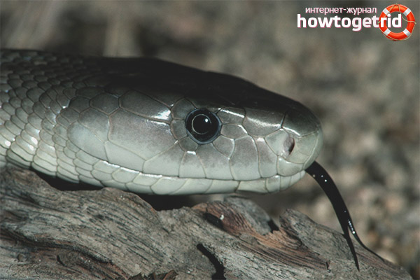 Dendroaspis polylepis