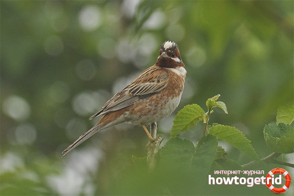 Emberiza leucocephala
