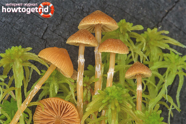 Galerina paludosa