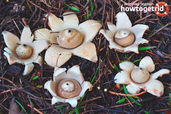 Geastrum