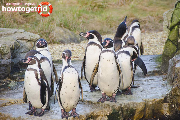 Humboldt Penguin Гнездо и разплод