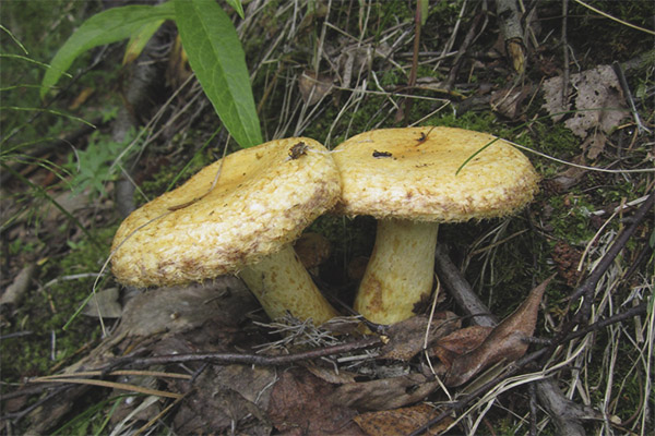 Lactarius repraesentaneus