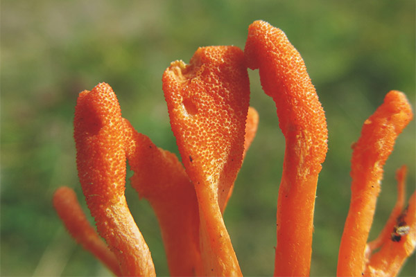 Cordyceps военни