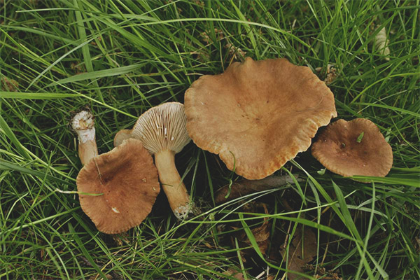 Lactarius subdulcis