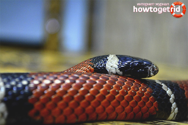 Lampropeltis
