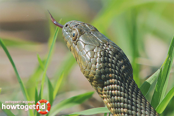 Natrix tessellata