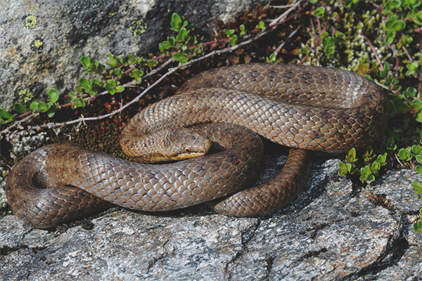 обикновен Copperhead