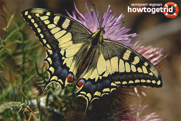 Papilio machaon