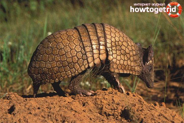 Мощност Armadillos
