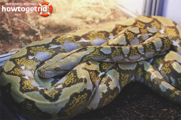 Python reticulatus