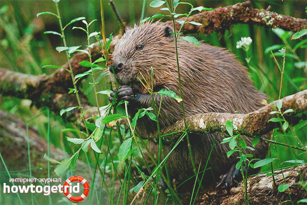Beaver дажба