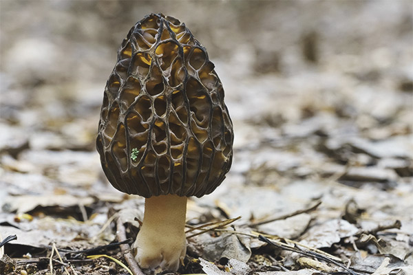 Morel конични