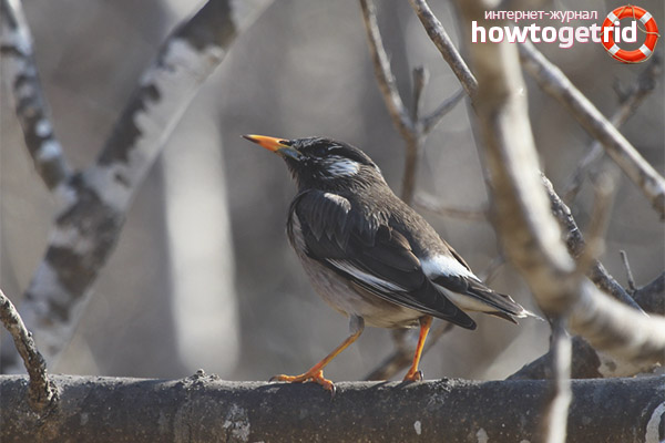 Sturnus cineraceus