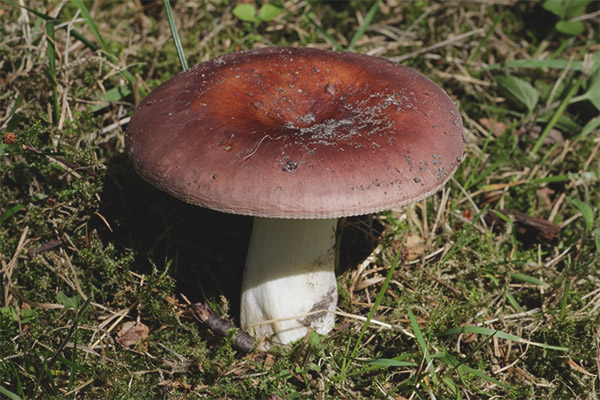 Храна Russula