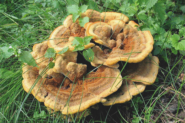 Polypore Shveynitsa