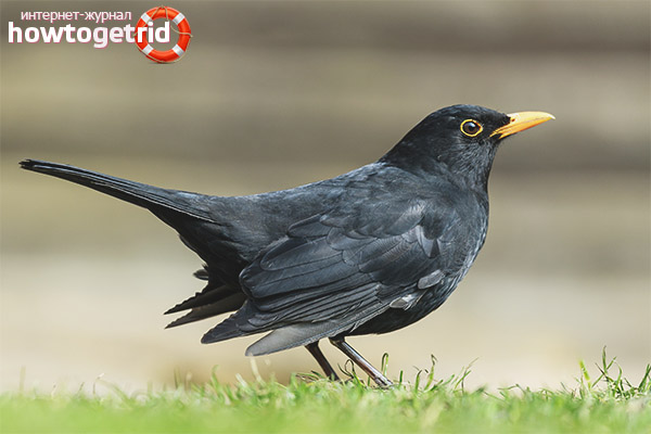 Turdus merula