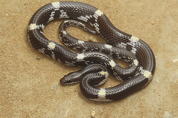 lycodon
